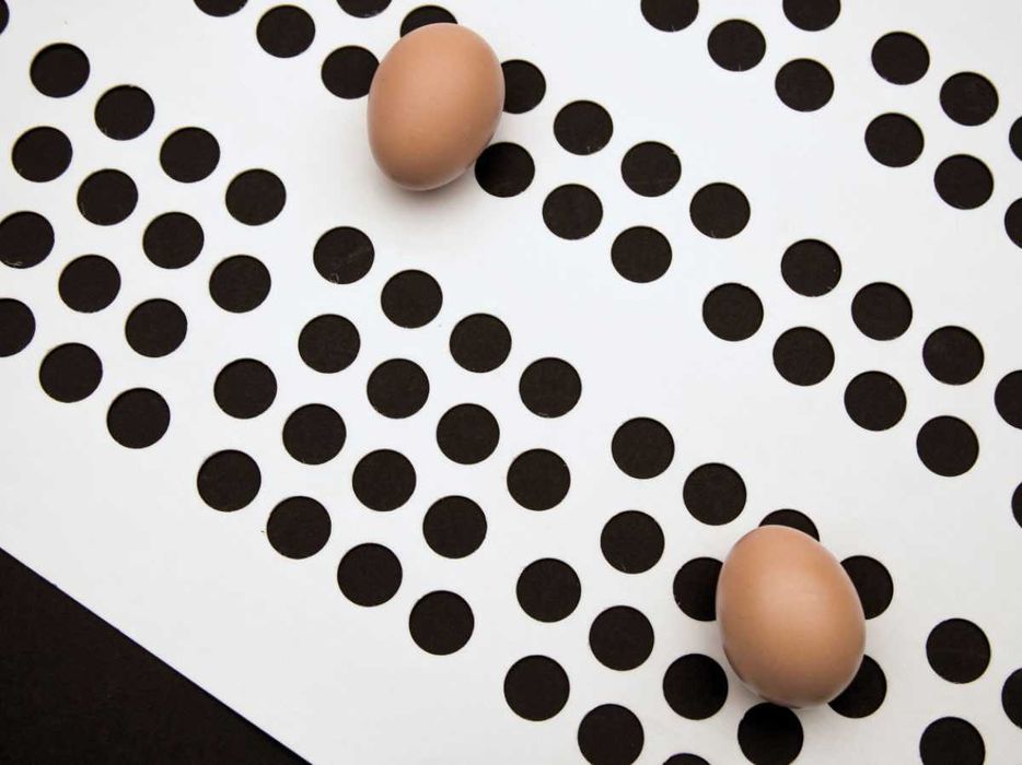 Стрічка яйцезбору в автоматичних гніздах та клітках утримання птиці