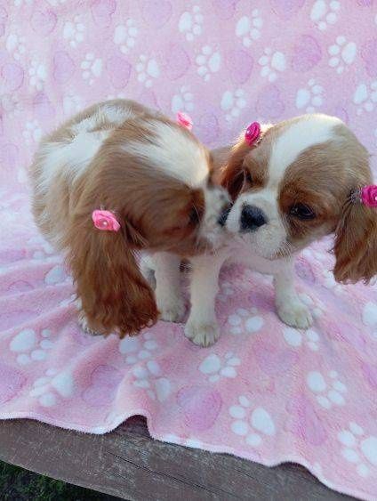 Cavalier king charles spaniel- śliczna suczka