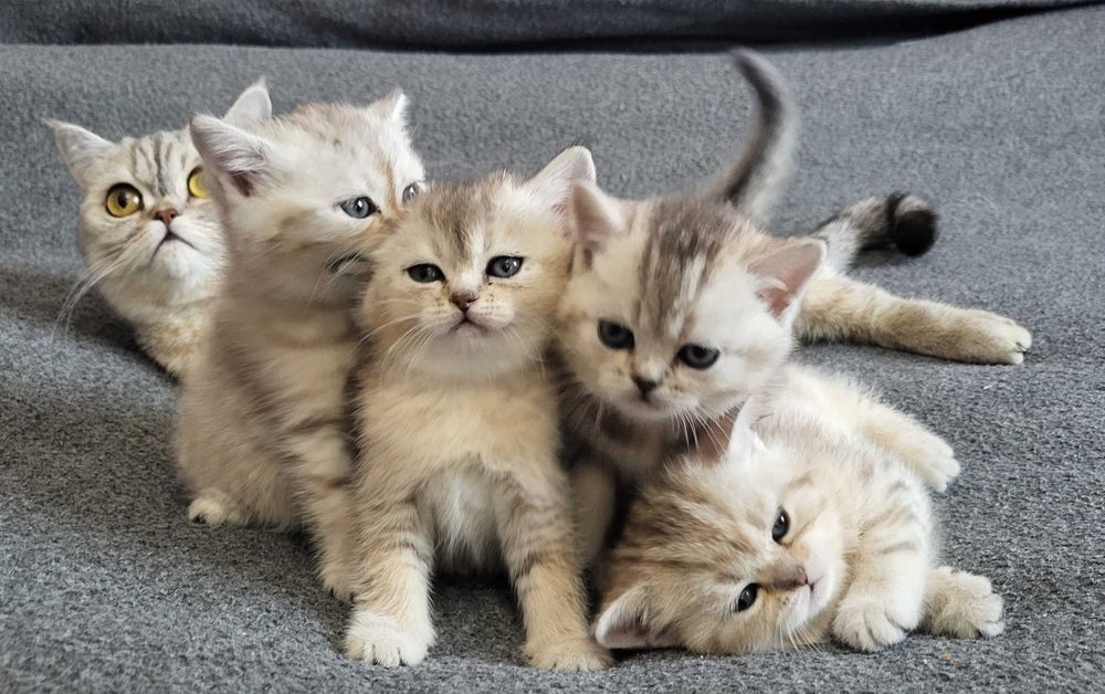 Шотландські кошенята