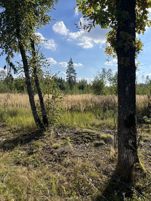 Działki leśne 3267 m² i 5883 m² – Smolugi, gm. Dziadkowice – 8 zł/m²