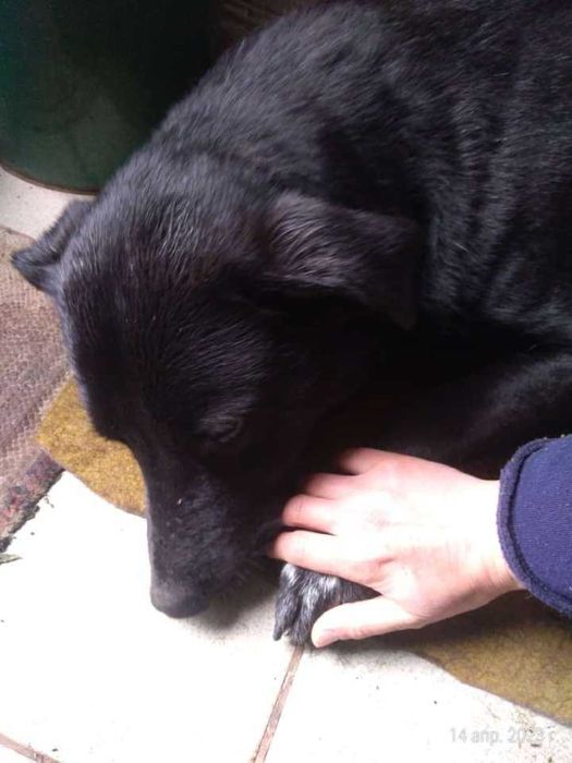 Пропала собака, кличка Дин