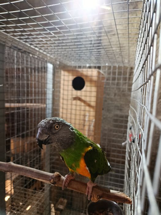 Papagaio Senegal, Meyeri, Rosela, Pyrrhuras