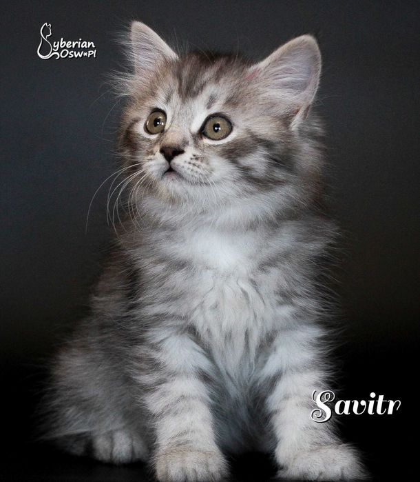SAVITR Sib Black Silver Mackerel Tabby