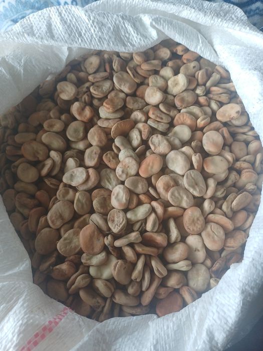 bób bizon nasiona bobu