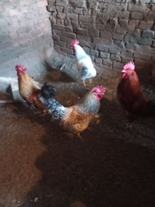 Koguty młode , duże