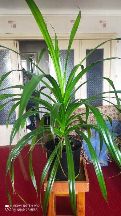 Древовидное растение панданус (Pandanus)