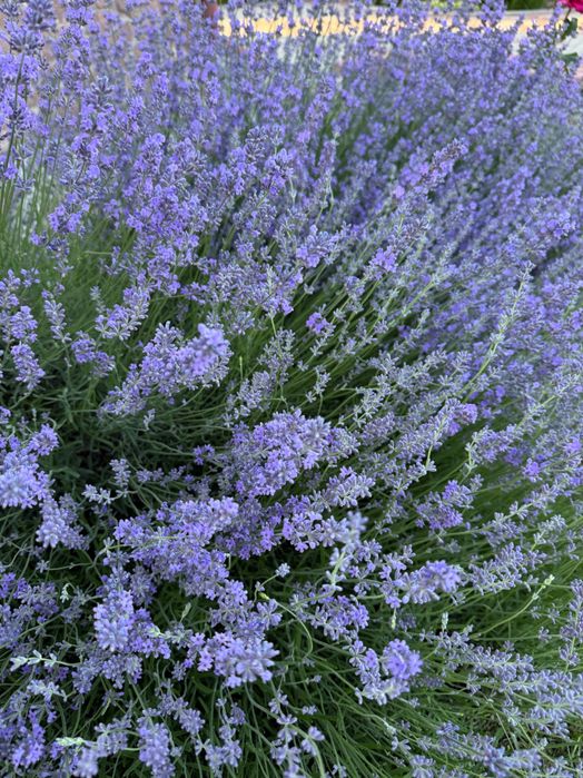 Свіжий зріз лаванди