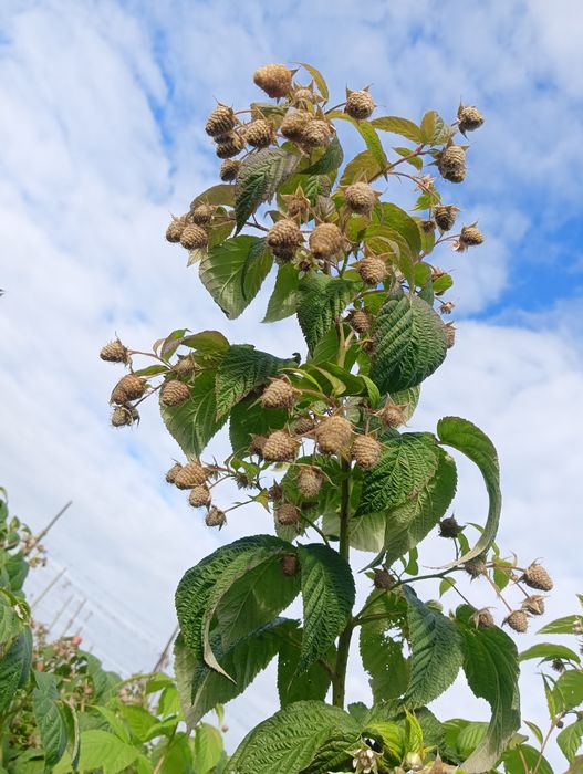 Sadzonki malin letnie i jesienne WYSYŁKA