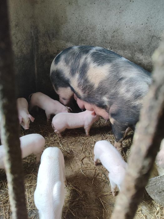 Maciora locha świnia