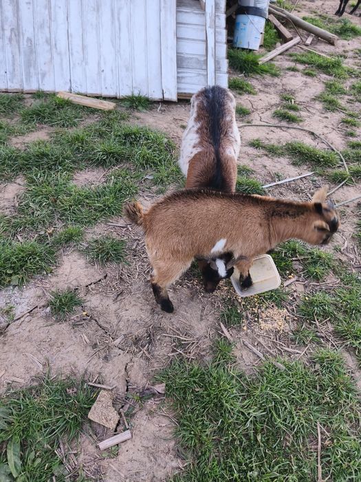 Cabrito Filhote.