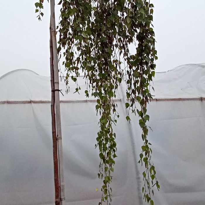 Brzoza płacząca Youngii pendula Betula duże drzewka 250 cm
