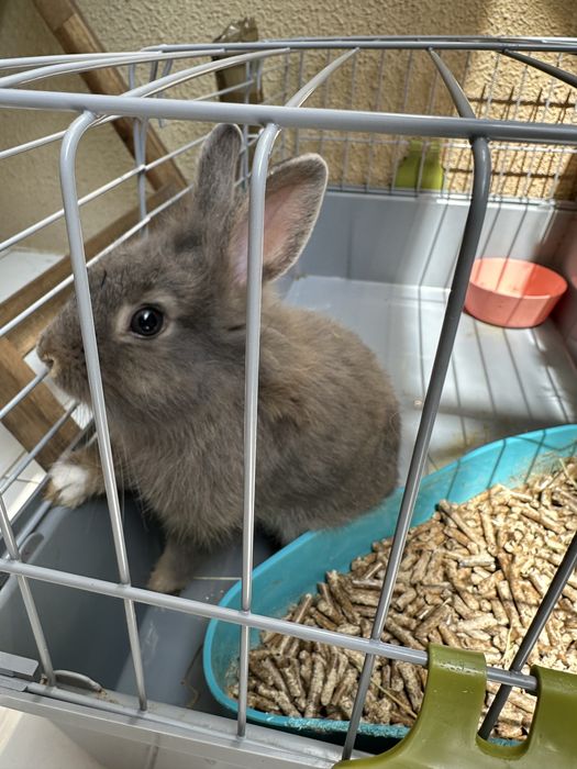 Coelho anão com 3 meses