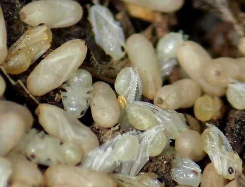 Муравьиные яйца.Кормовая добавка(птиц,рептилий)