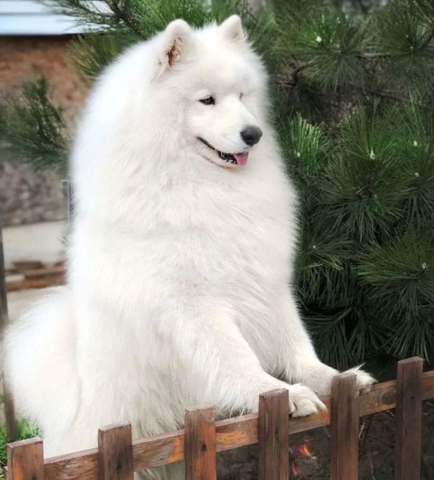 Szczeniak Samoyed odbiór samiec