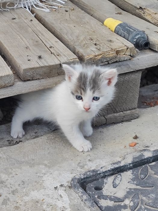 Крохотные красавицы девчата