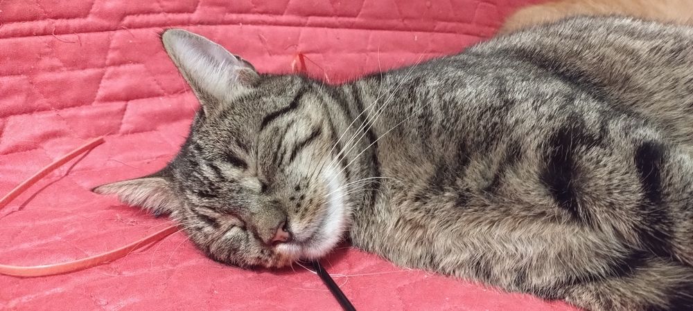 4- latek potrzebuje domu