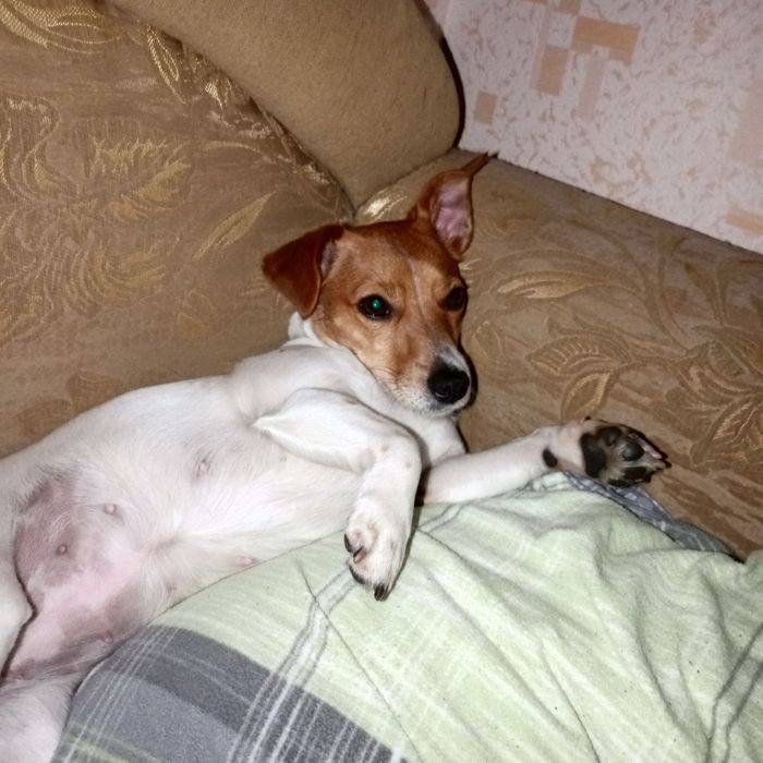 Отдам собаку в хорошие руки