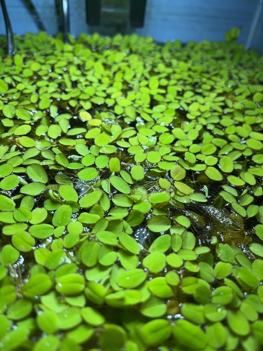Salvinia Auriculata Roślina akwariowa pływająca