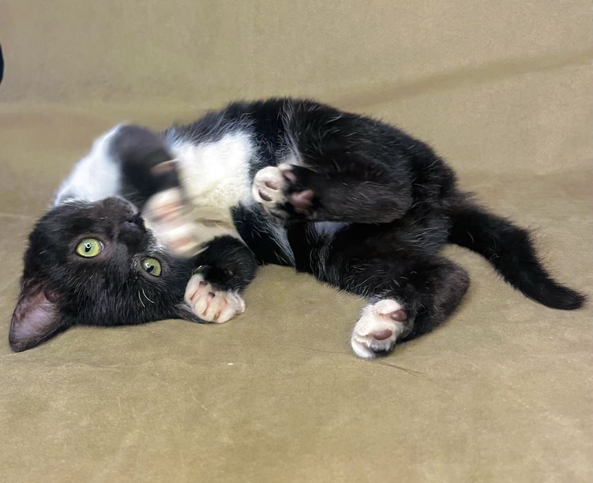 безкоштовно кошенята,котята,котики