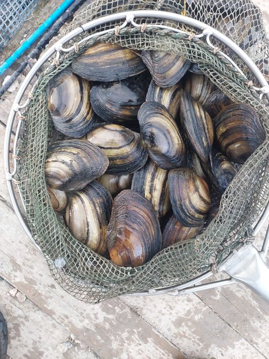Małże szczezuja pospolita