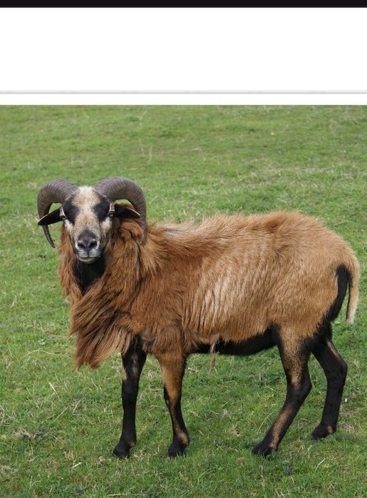 Продам Камаронського Барана.