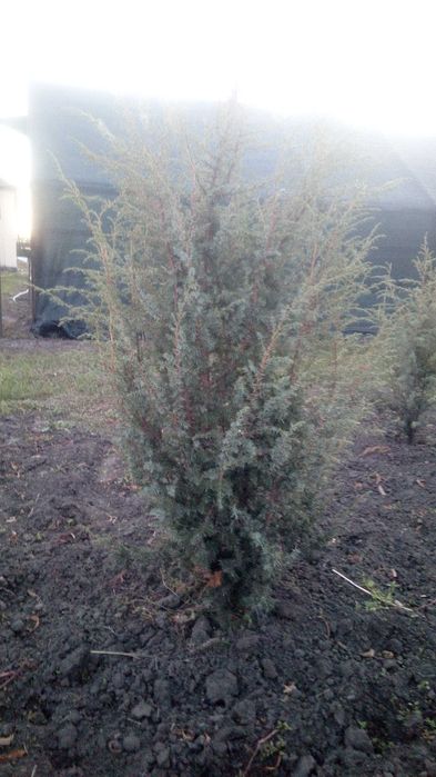 Продам озеленення та фруктові дерева та кущі.