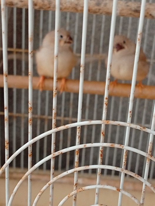 Vendo dois mandarins 8 euros cada um