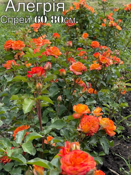 Саженцы роз, Спрей, Троянди Чайно гибридні, Флорибунда