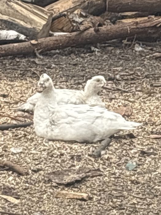 Kaczki zywe cena 60 zl szt