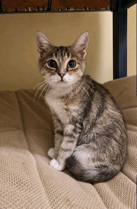 Молоді тигрові кицюні шукають родину( кошеня,киця, кіт, котик, котеня)