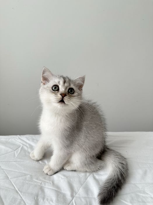 Кошенята шотландські короткошерсті