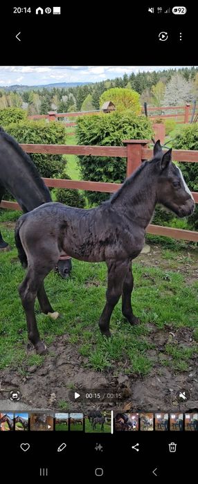 Sprzedan ogierka  Śląskiego