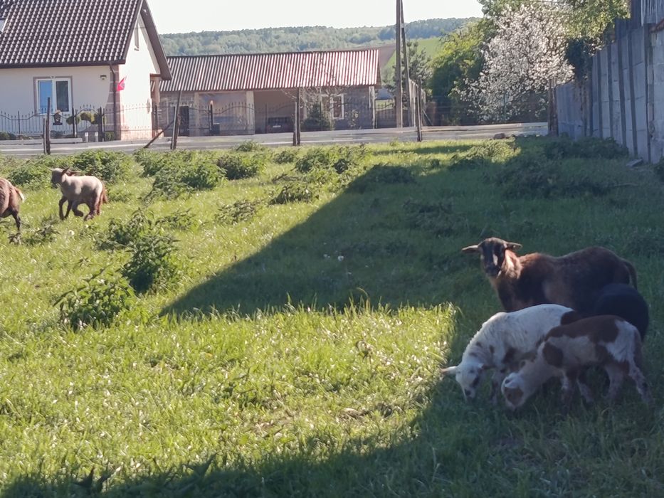 Sprzedam młode baranki i owieczki