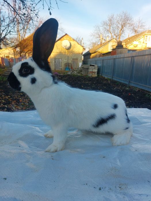 Кролі німецький строкач