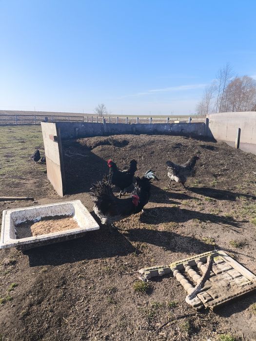 Jaja lęgowe kur rasy australorp i młode kurczaki