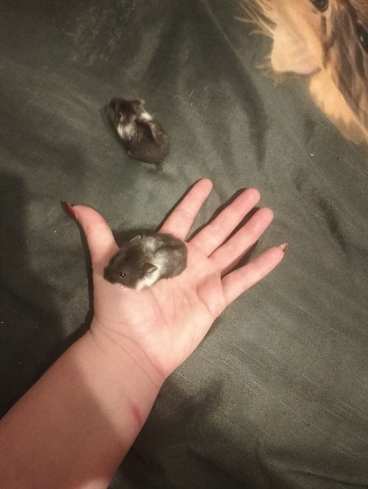 Chomiki dżungarskie