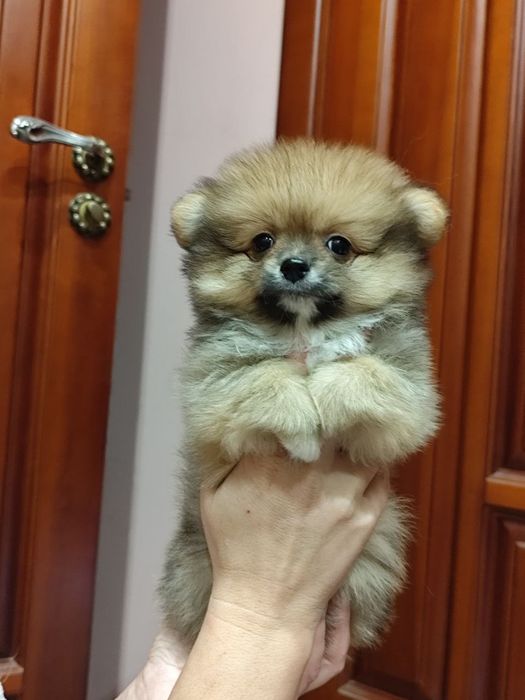 Померанскиц шпиц