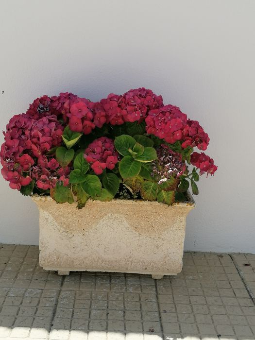 Hortênsias - Excelente Qualidade