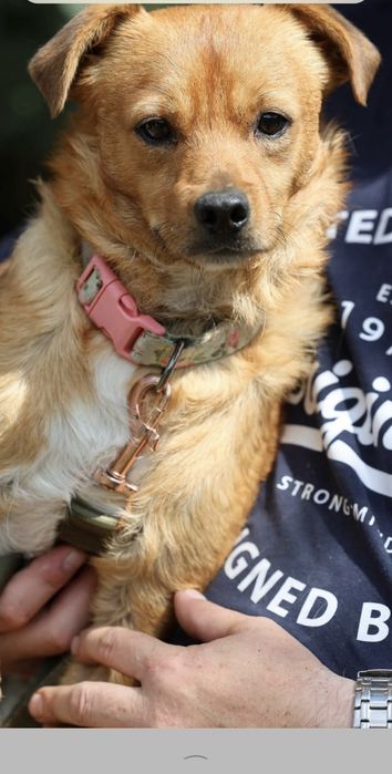 2 letni 10kg samiec do adopcji