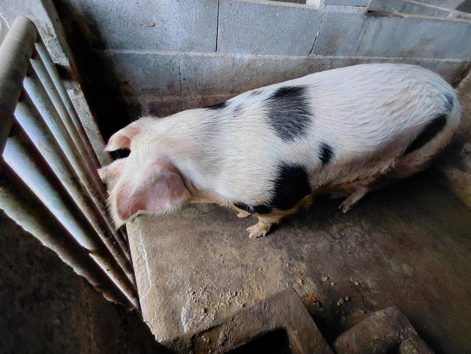 Vende-se Porcas vivas