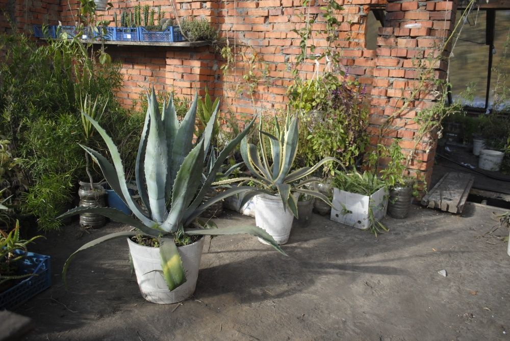 Агава американська