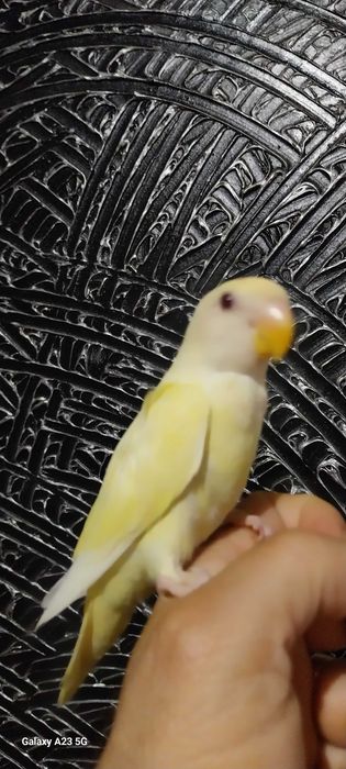 Agapone / agapornis domesticados