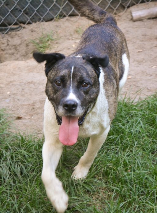 Cudowny Łatek w typie amstaffa czeka na dom