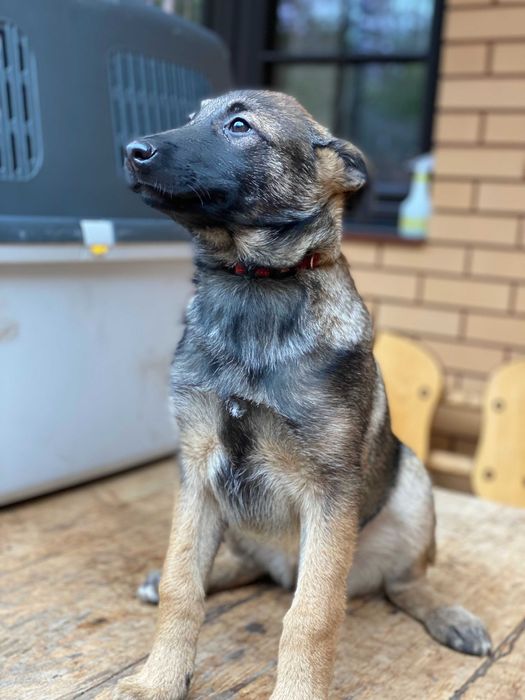 Елітні цуценята малінуа