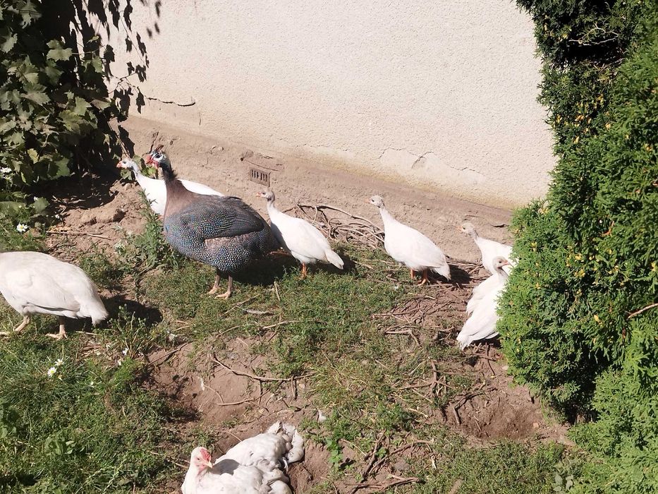 Sprzedam Młode Perliczki