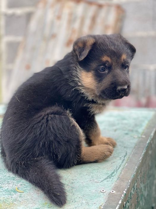 Pastor Alemão Ultimo Menino