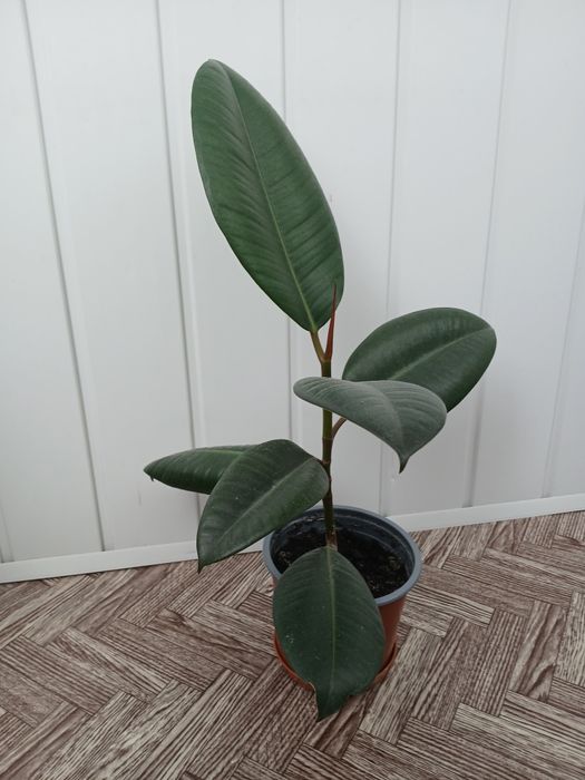 Рослини кімнатні