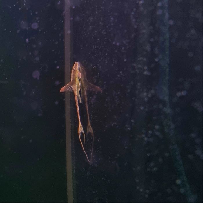Sturisoma aureum