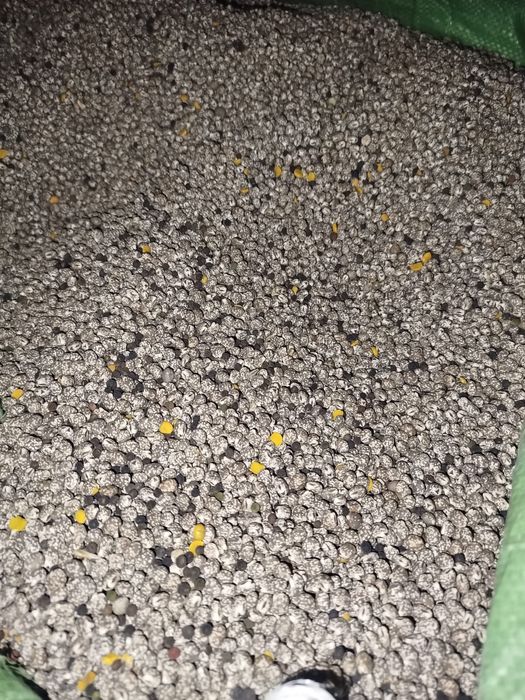 Sprzedam łubin gorzki