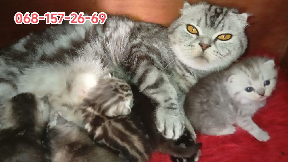 Чудові шотландські кошенята